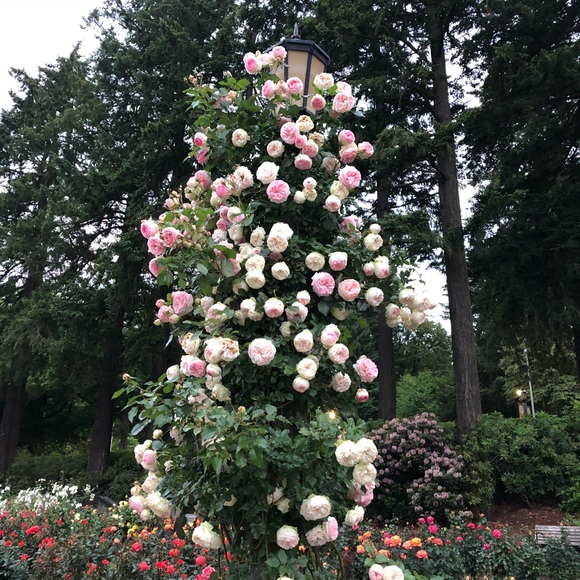 Meet your Posher, Nena - Picture 3 of 3